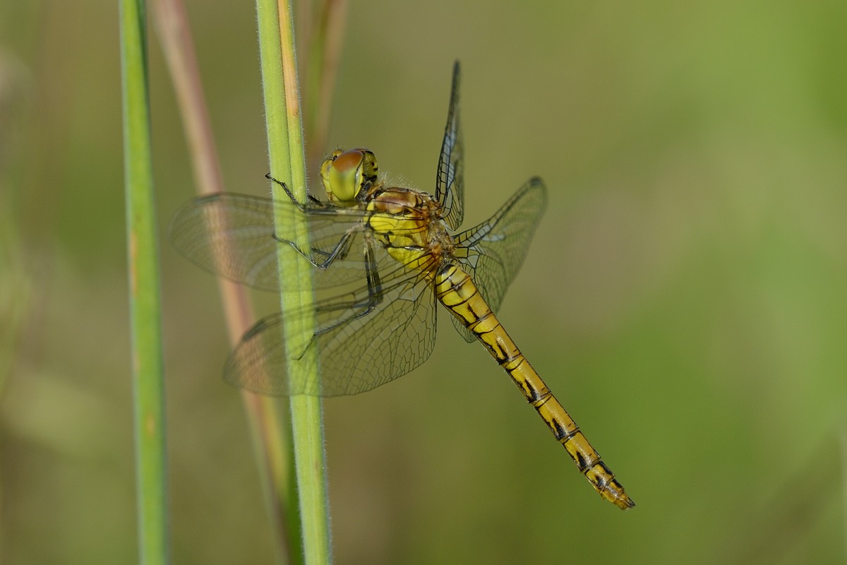 Sympetrum sanguineum